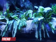 Путешествие по Дубаю: самый большой в мире аквариум - глазами азербайджанца (фотосессия)