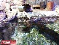 Путешествие по Дубаю: самый большой в мире аквариум - глазами азербайджанца (фотосессия)
