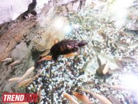 Путешествие по Дубаю: самый большой в мире аквариум - глазами азербайджанца (фотосессия)