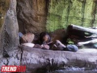 Путешествие по Дубаю: самый большой в мире аквариум - глазами азербайджанца (фотосессия)