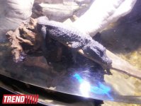 Путешествие по Дубаю: самый большой в мире аквариум - глазами азербайджанца (фотосессия)