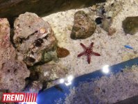 Путешествие по Дубаю: самый большой в мире аквариум - глазами азербайджанца (фотосессия)