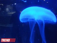 Путешествие по Дубаю: самый большой в мире аквариум - глазами азербайджанца (фотосессия)