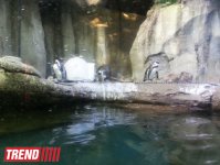 Путешествие по Дубаю: самый большой в мире аквариум - глазами азербайджанца (фотосессия)