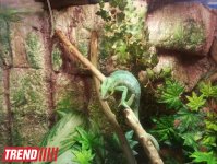 Путешествие по Дубаю: самый большой в мире аквариум - глазами азербайджанца (фотосессия)