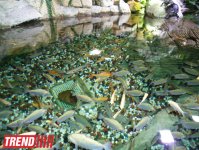 Путешествие по Дубаю: самый большой в мире аквариум - глазами азербайджанца (фотосессия)
