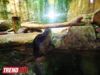 Путешествие по Дубаю: самый большой в мире аквариум - глазами азербайджанца (фотосессия)