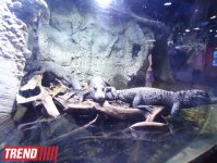 Путешествие по Дубаю: самый большой в мире аквариум - глазами азербайджанца (фотосессия)