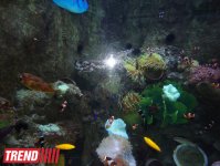 Путешествие по Дубаю: самый большой в мире аквариум - глазами азербайджанца (фотосессия)