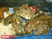 Путешествие по Дубаю: самый большой в мире аквариум - глазами азербайджанца (фотосессия)