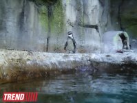 Путешествие по Дубаю: самый большой в мире аквариум - глазами азербайджанца (фотосессия)