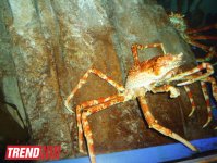 Путешествие по Дубаю: самый большой в мире аквариум - глазами азербайджанца (фотосессия)