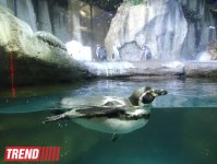 Путешествие по Дубаю: самый большой в мире аквариум - глазами азербайджанца (фотосессия)