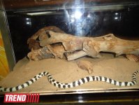Путешествие по Дубаю: самый большой в мире аквариум - глазами азербайджанца (фотосессия)