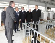 Президент Азербайджана принял участие в открытии Габалинского молочно-животноводческого комплекса (ФОТО)