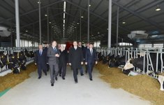 Президент Азербайджана принял участие в открытии Габалинского молочно-животноводческого комплекса (ФОТО)