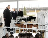Президент Азербайджана принял участие в открытии Габалинского молочно-животноводческого комплекса (ФОТО)