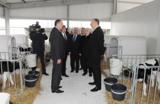 Президент Азербайджана принял участие в открытии Габалинского молочно-животноводческого комплекса (ФОТО)