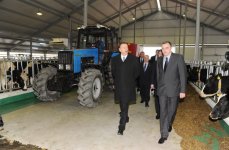 Президент Азербайджана принял участие в открытии Габалинского молочно-животноводческого комплекса (ФОТО)