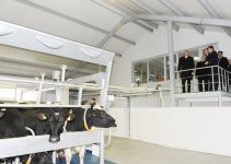 Президент Азербайджана принял участие в открытии Габалинского молочно-животноводческого комплекса (ФОТО)