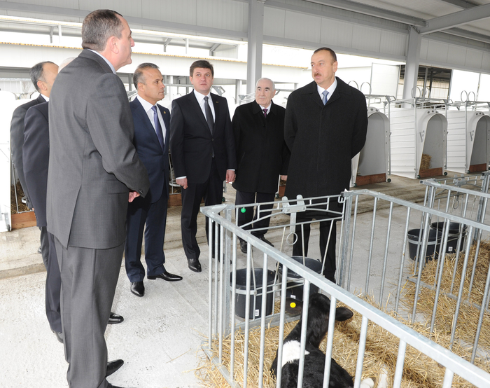 Президент Азербайджана принял участие в открытии Габалинского молочно-животноводческого комплекса (ФОТО)