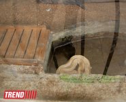 Один день в Бакинском зоопарке (фоосессия)