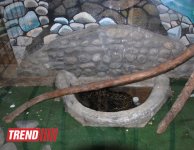 Один день в Бакинском зоопарке (фоосессия)