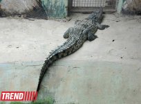 Один день в Бакинском зоопарке (фоосессия)