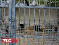 Один день в Бакинском зоопарке (фоосессия)
