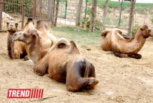 Один день в Бакинском зоопарке (фоосессия)