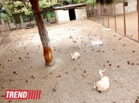 Один день в Бакинском зоопарке (фоосессия)
