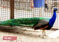 Один день в Бакинском зоопарке (фоосессия)
