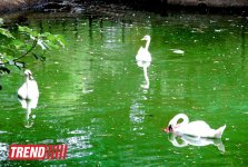 Один день в Бакинском зоопарке (фоосессия)