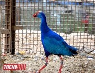 Один день в Бакинском зоопарке (фоосессия)