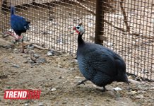 Один день в Бакинском зоопарке (фоосессия)
