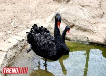 Один день в Бакинском зоопарке (фоосессия)