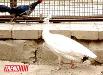Один день в Бакинском зоопарке (фоосессия)