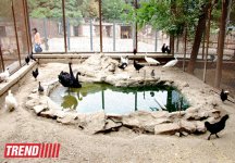 Один день в Бакинском зоопарке (фоосессия)