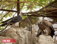 Один день в Бакинском зоопарке (фоосессия)