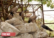 Один день в Бакинском зоопарке (фоосессия)