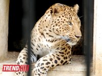 Один день в Бакинском зоопарке (фоосессия)