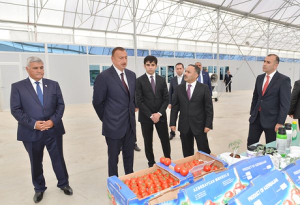 Modern greenhouse complex commissioned in Sabirabad District (PHOTO)