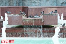 Уникальные голуби - "бакинцы": интересные факты (ФОТО)
