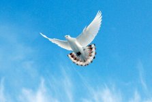 Уникальные голуби - "бакинцы": интересные факты (ФОТО)