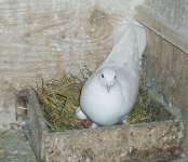 Уникальные голуби - "бакинцы": интересные факты (ФОТО)
