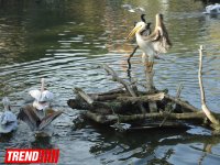 Путешествие по одному из старейших зоопарков Европы (ФОТО)