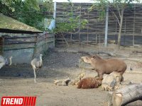 Путешествие по одному из старейших зоопарков Европы (ФОТО)
