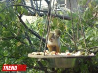 Путешествие по одному из старейших зоопарков Европы (ФОТО)