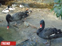 Путешествие по одному из старейших зоопарков Европы (ФОТО)