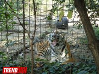 Путешествие по одному из старейших зоопарков Европы (ФОТО)